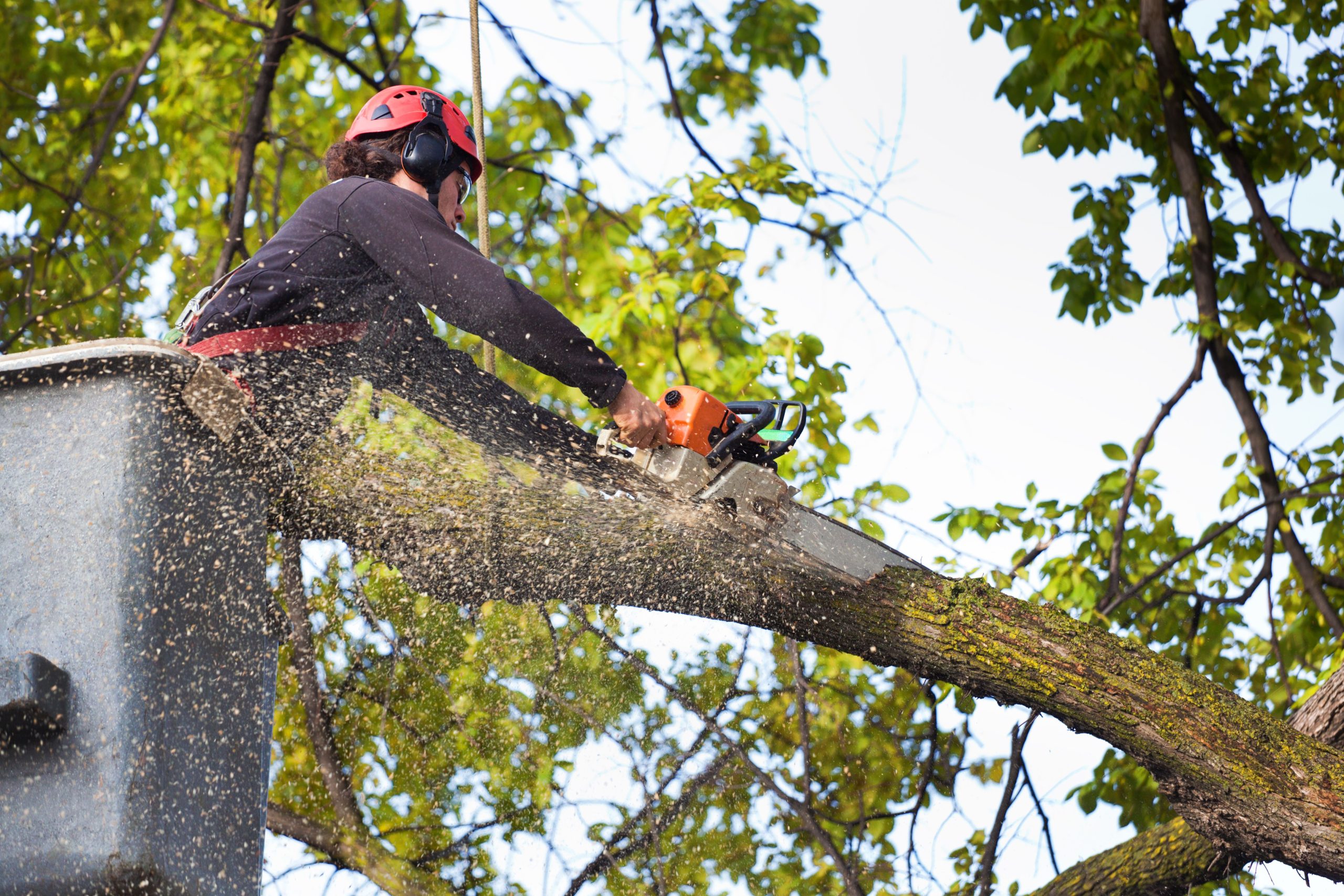 tree service