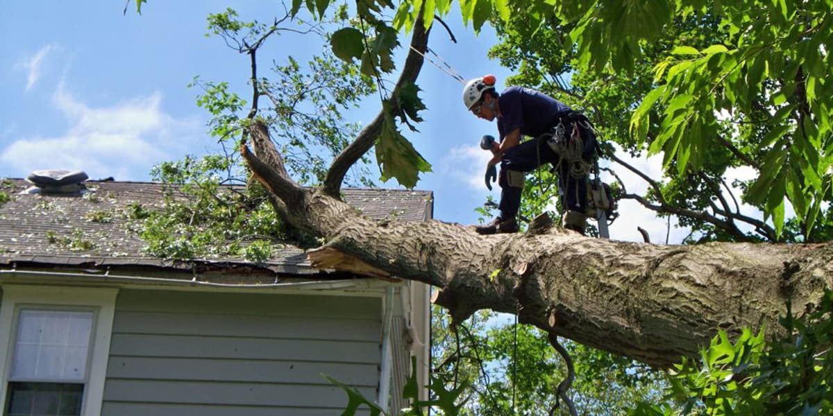 Tree Service Portland