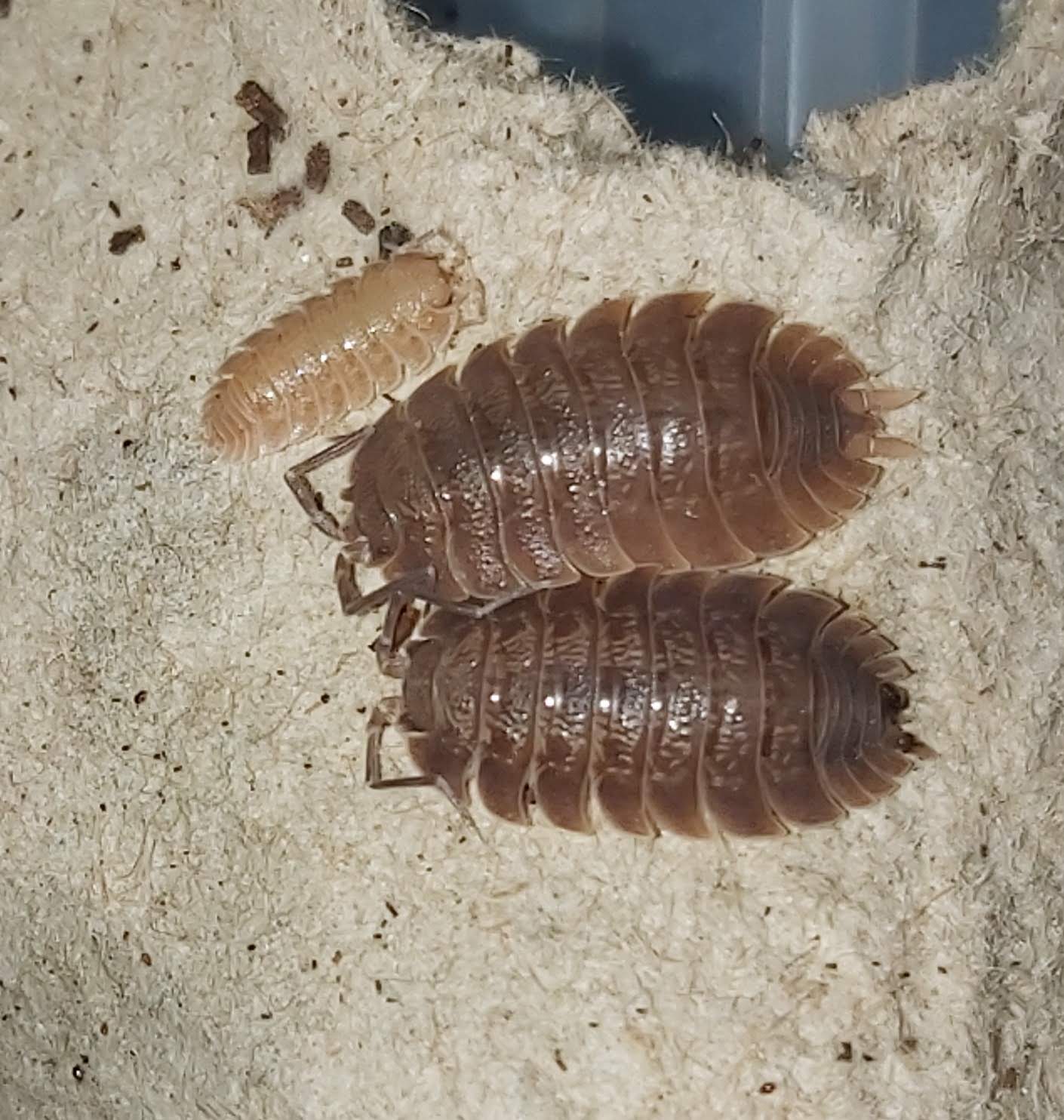 isopods and springtails for sale