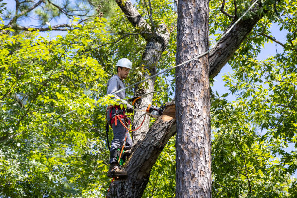 Tree Surgeon Stockport

