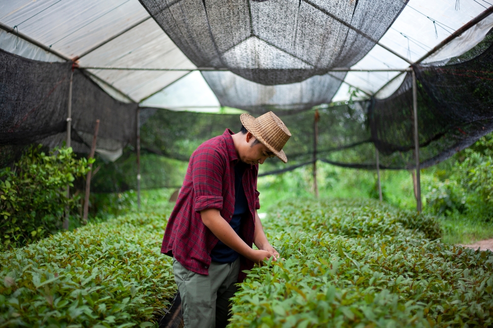kratom vendors
