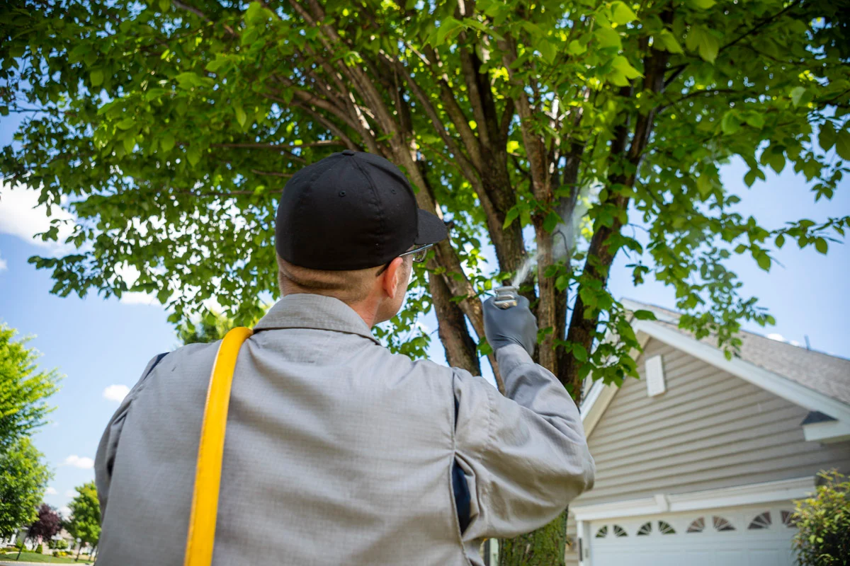 Key Benefits of Professional Tree Removal Services