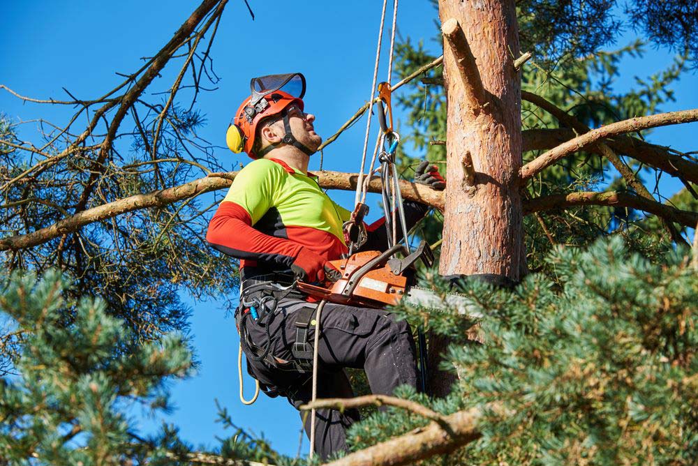 Environmental Change Driving New Approaches To Tree Preservation Efforts