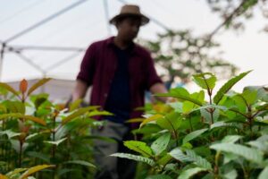 Finding Reliable Kratom Vendors for Consistent Product Quality, Customer Confidence